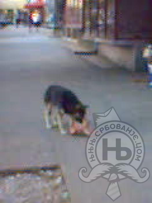 србовање: 7:25 P.M centar grada, pas razvlaci kosku od 10 kg naocigled setaca.
