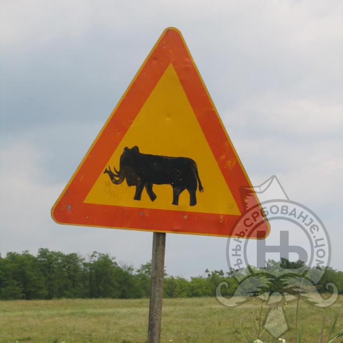 србовање: Slon na putu